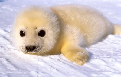 Cutest Seal